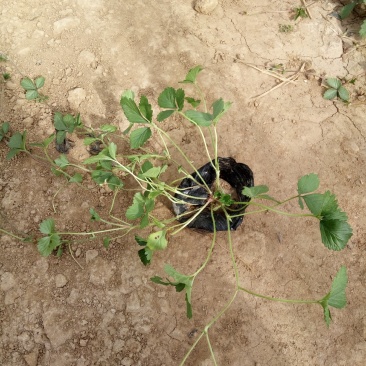 委陵菜三叶委陵菜匍匐委陵菜种植基地