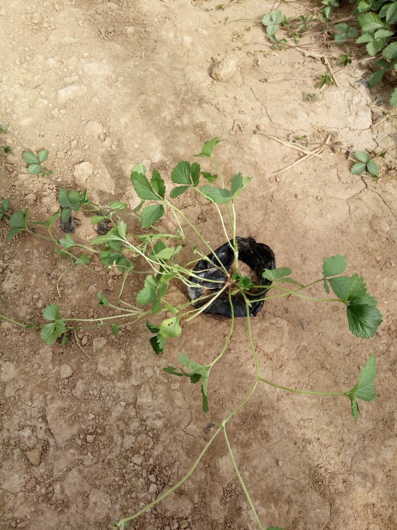 委陵菜三叶委陵菜匍匐委陵菜种植基地