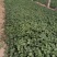 委陵菜三叶委陵菜匍匐委陵菜种植基地