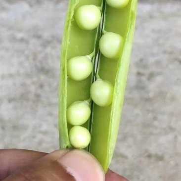 河南豌豆角中腕9号大量上市中，对接商超，批发市场，电商
