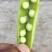 河南豌豆角中腕9号大量上市中，对接商超，批发市场，电商