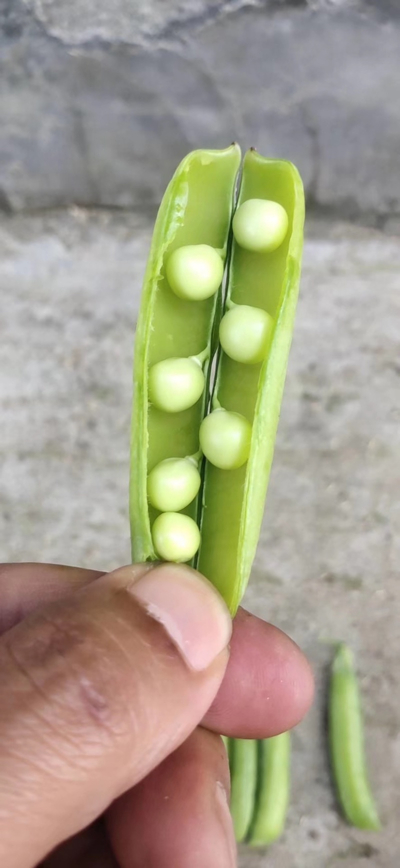 河南豌豆角中腕9号大量上市中，对接商超，批发市场，电商
