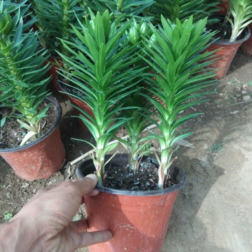 亚洲百合绿化多色亚洲百合种植基地