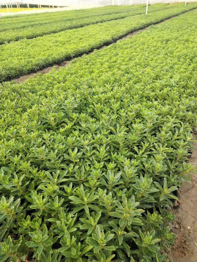 三七景天费菜宿根花卉种植基地