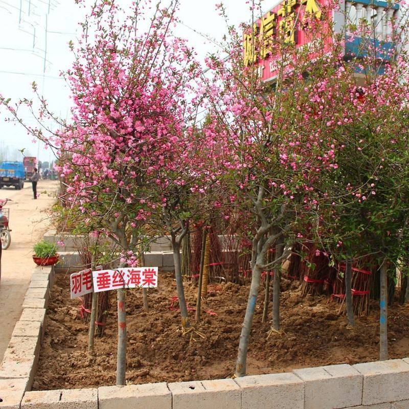 西府海棠花树苗南方北方室外庭院种植地栽耐寒花卉垂丝海棠
