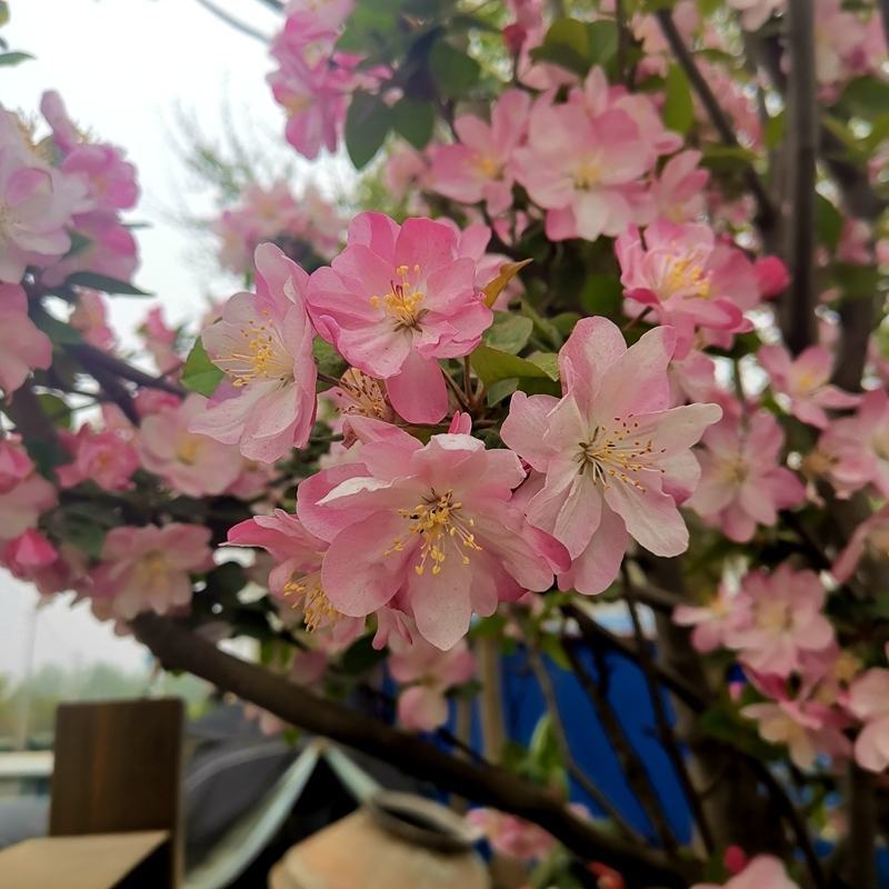 西府海棠花树苗南方北方室外庭院种植地栽耐寒花卉垂丝海棠