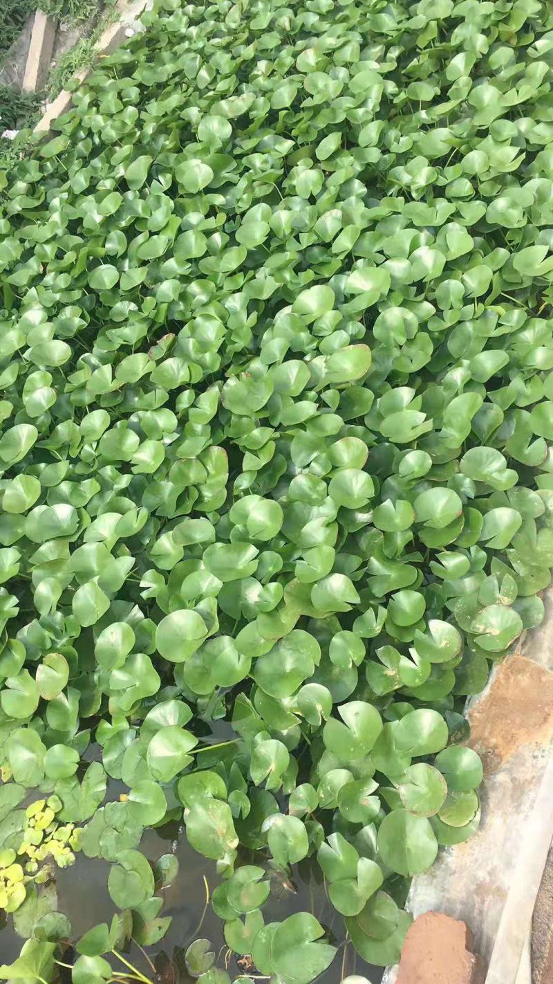 睡莲盆栽睡莲水生植物种植基地