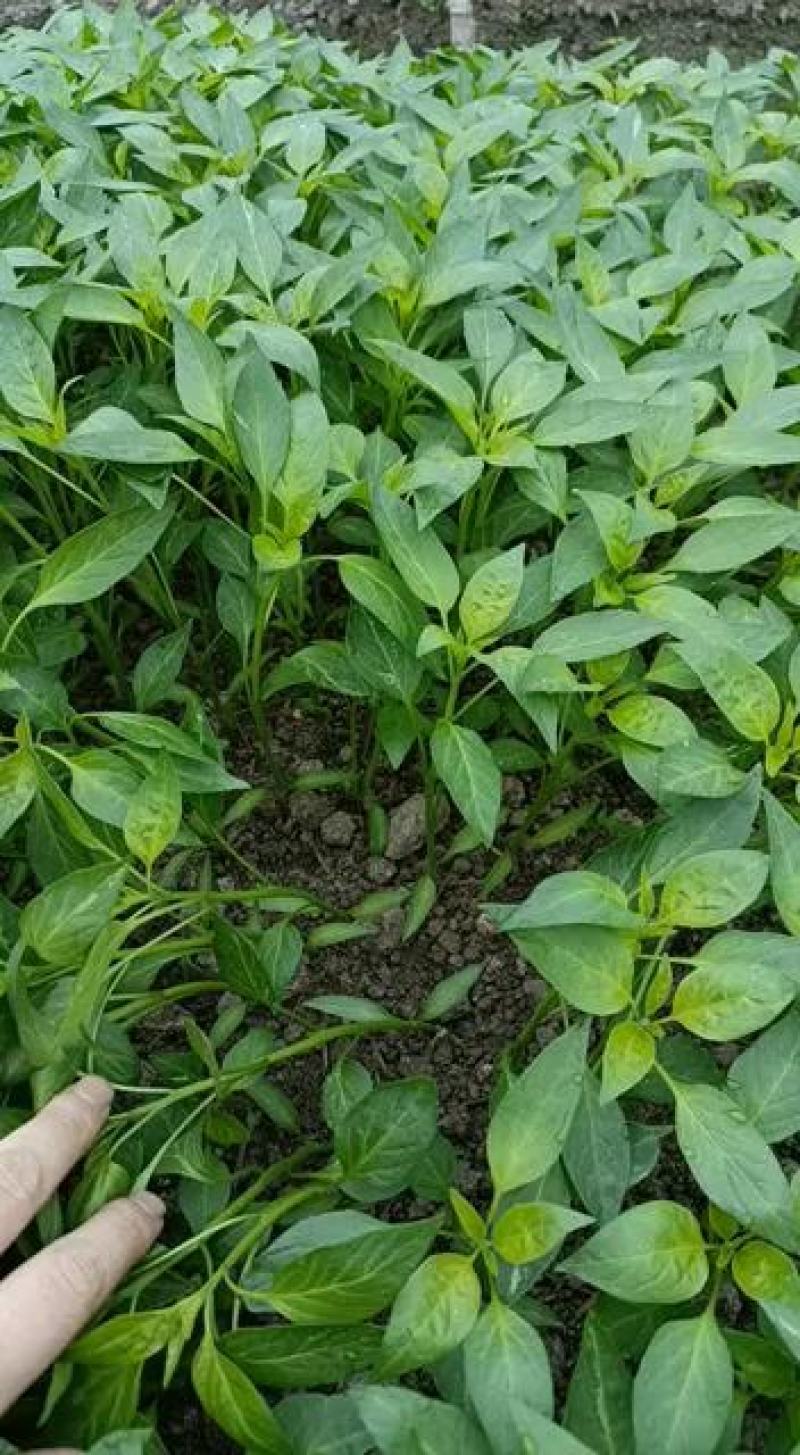 湖南邵阳辣椒苗基地：大量高品质线椒苗批发零售