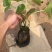 睡莲盆栽睡莲水生植物种植基地