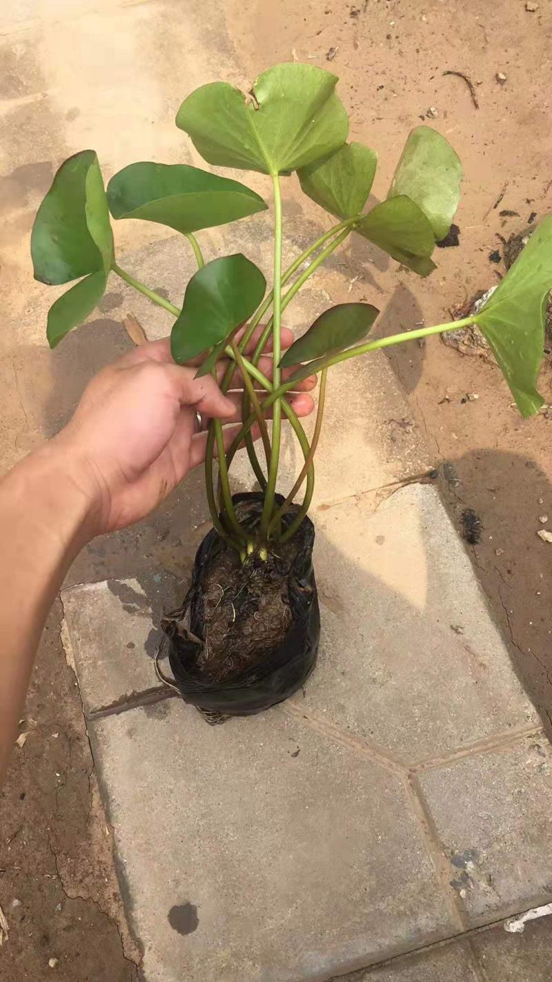 睡莲盆栽睡莲水生植物种植基地
