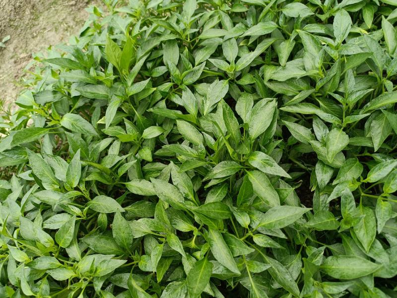 湖南邵阳辣椒苗基地：大量高品质线椒苗批发零售