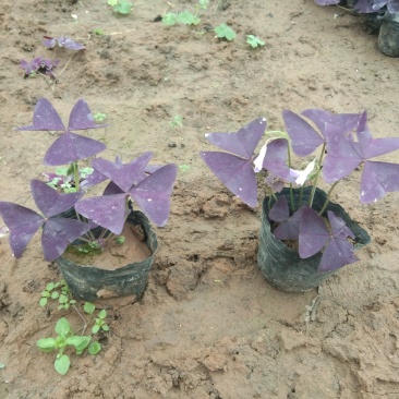 紫叶酢浆草耐寒宿根花卉种植基地