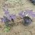 紫叶酢浆草耐寒宿根花卉种植基地