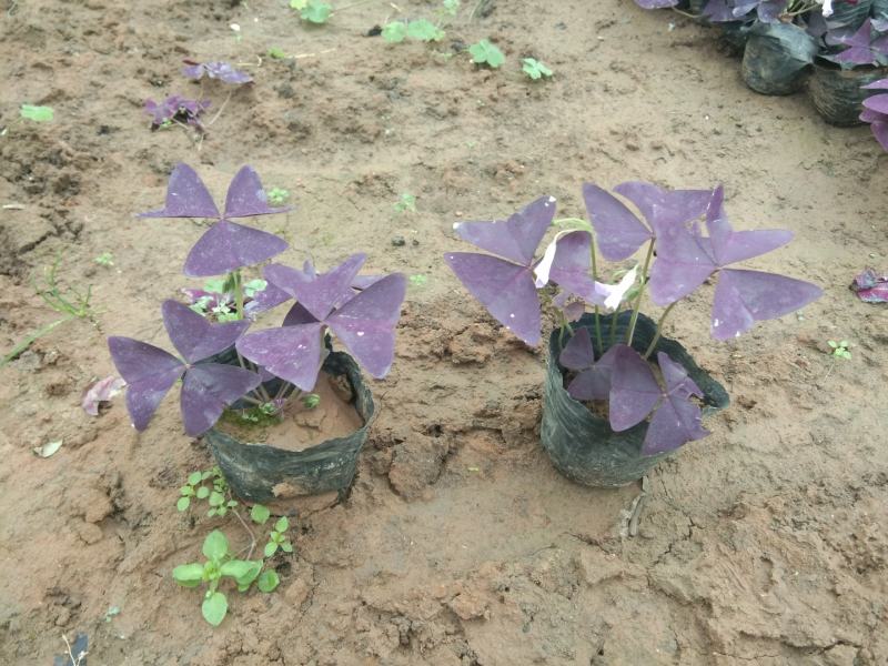 紫叶酢浆草耐寒宿根花卉种植基地