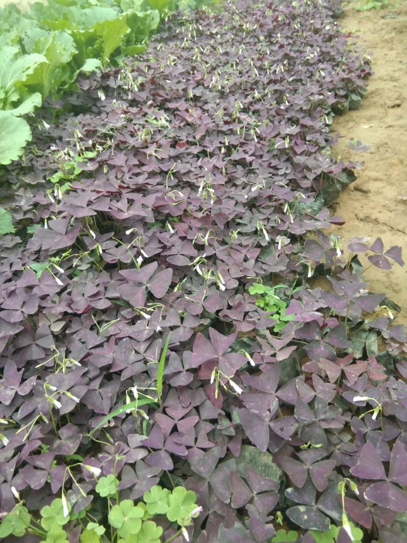 紫叶酢浆草耐寒宿根花卉种植基地