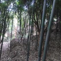 广西钦州本地种植毛竹