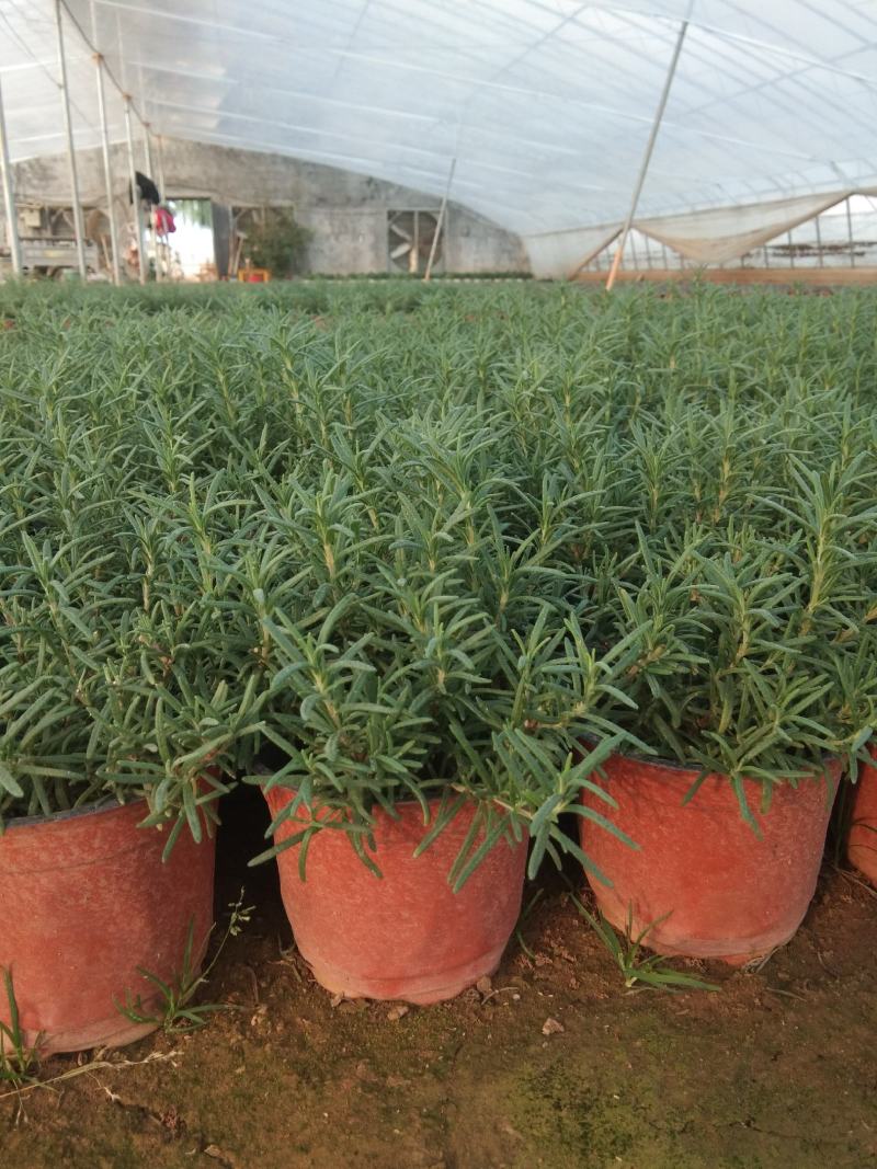 迷迭香香草花卉种植基地