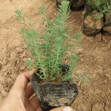 迷迭香香草花卉种植基地