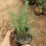 迷迭香香草花卉种植基地