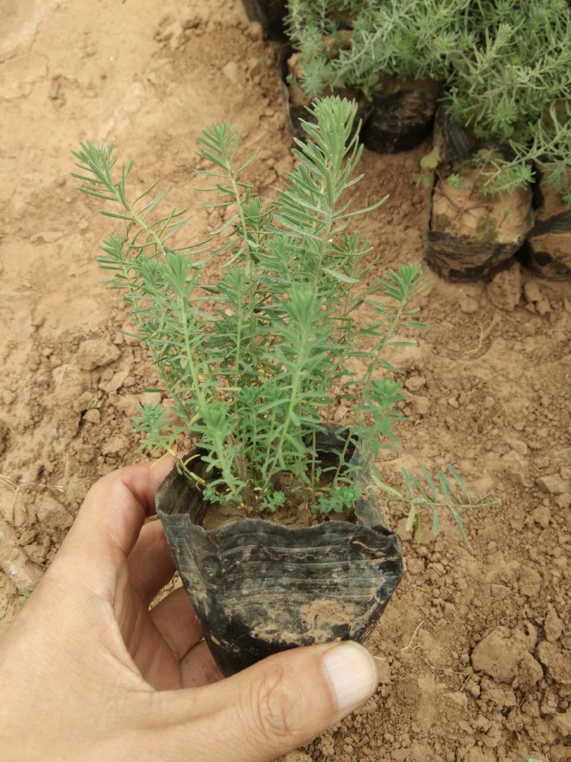 迷迭香香草花卉种植基地