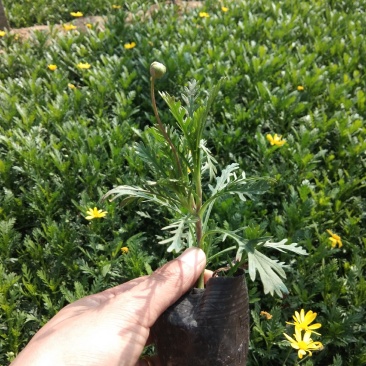 黄金菊木茼蒿玛格丽特种植基地