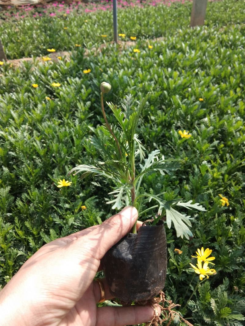 黄金菊木茼蒿玛格丽特种植基地