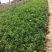 黄金菊木茼蒿玛格丽特种植基地