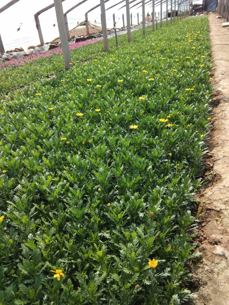黄金菊木茼蒿玛格丽特种植基地