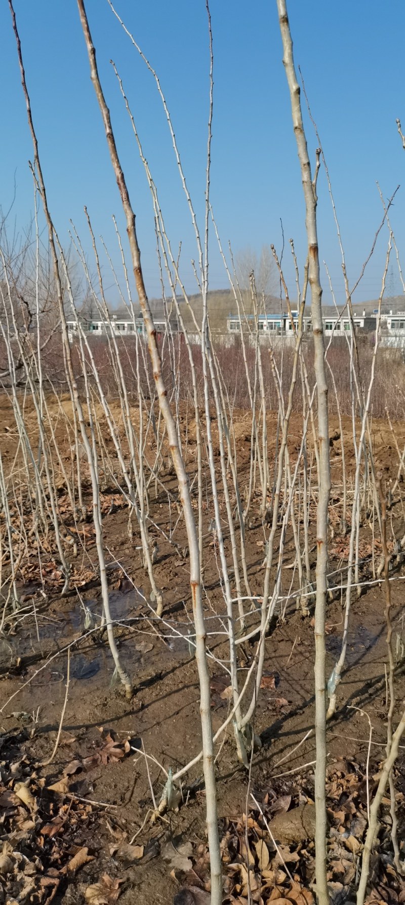 磨盘山楂苗，现起现发货，保证质量，保证纯度，自产自销，