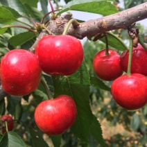 露天自然熟大樱桃🍒