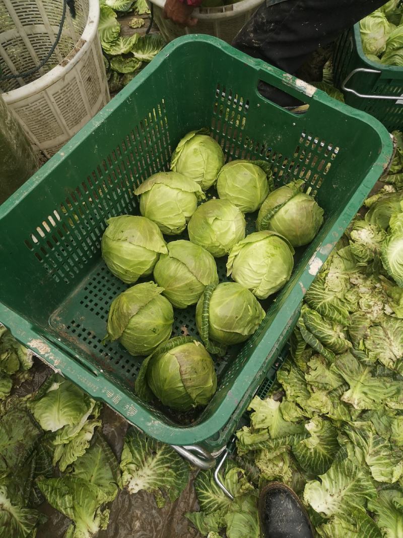 浙江甘蓝绿甘蓝包心菜萧山甘蓝兰州包中甘21保质保量