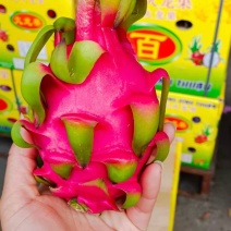 【精选】越南红白心火龙果，一手货源，质量保证，