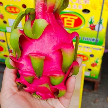 【精选】越南红白心火龙果，一手货源，质量保证，
