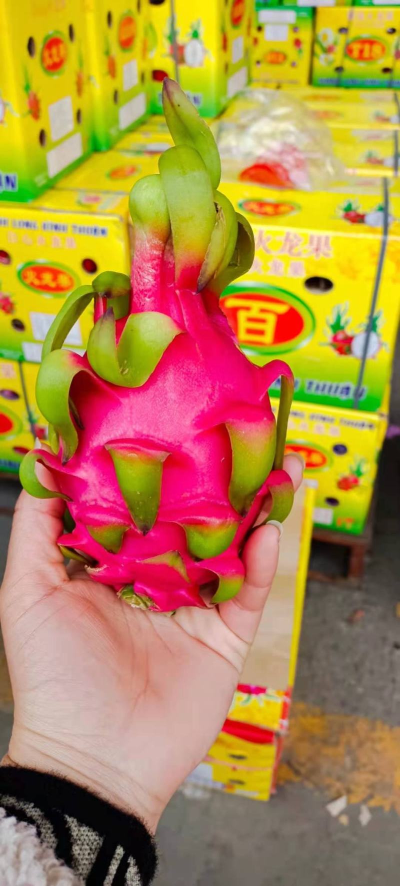 【精选】越南红白心火龙果，一手货源，质量保证，