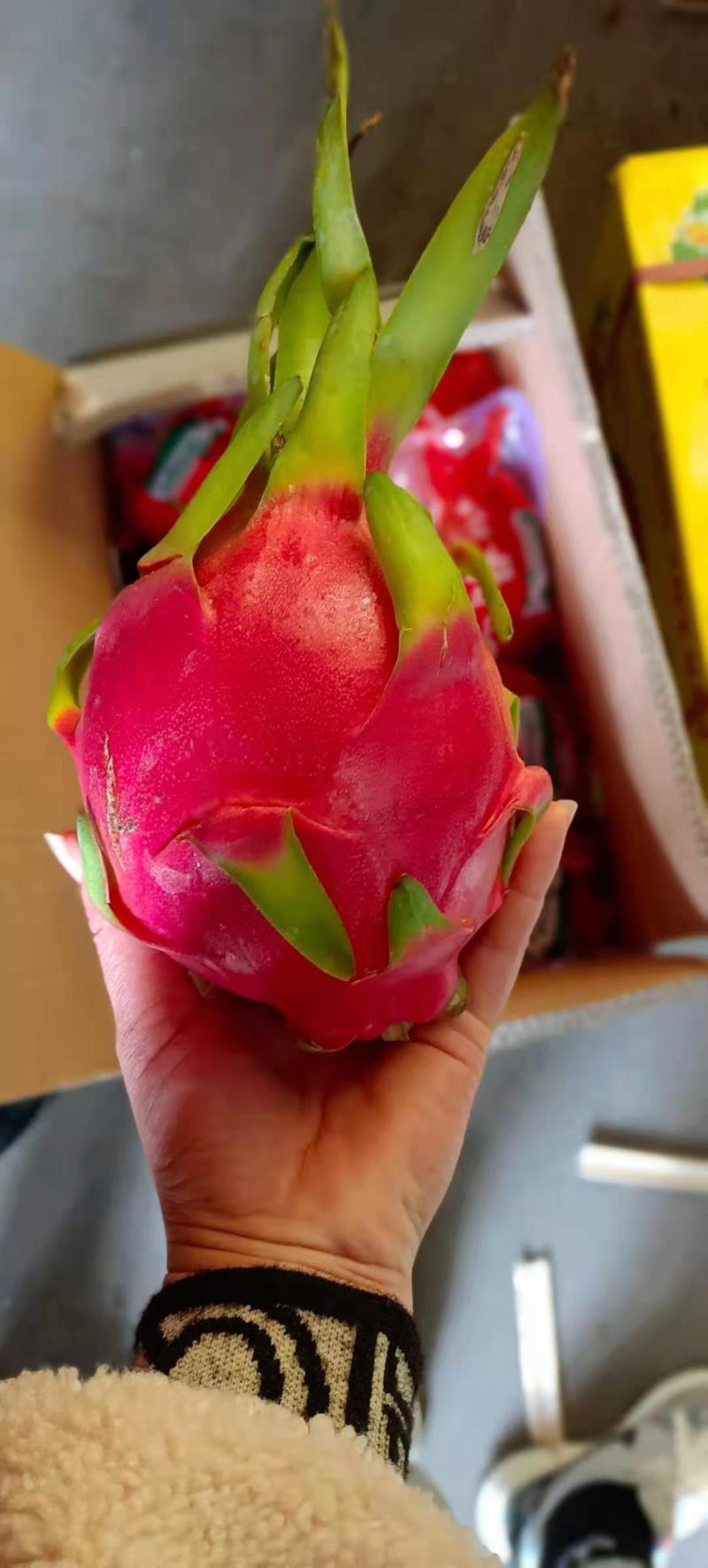 【精选】越南红白心火龙果，一手货源，质量保证，