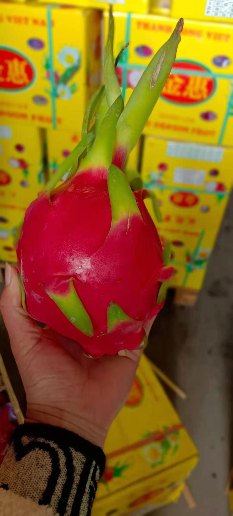 【精选】越南红白心火龙果，一手货源，质量保证，