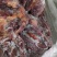 蒙古马肉新日期大量出货