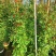 木香花苗七里香爬藤植物白红黄木香花苗盆栽庭院阳台四季花卉