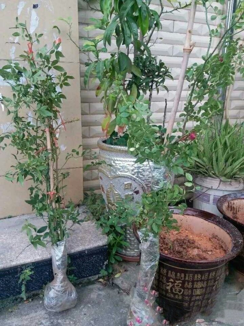木香花苗七里香爬藤植物白红黄木香花苗盆栽庭院阳台四季花卉
