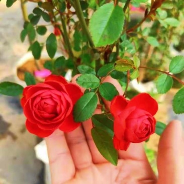 木香花苗七里香爬藤植物白红黄木香花苗盆栽庭院阳台四季花卉