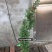木香花苗七里香爬藤植物白红黄木香花苗盆栽庭院阳台四季花卉