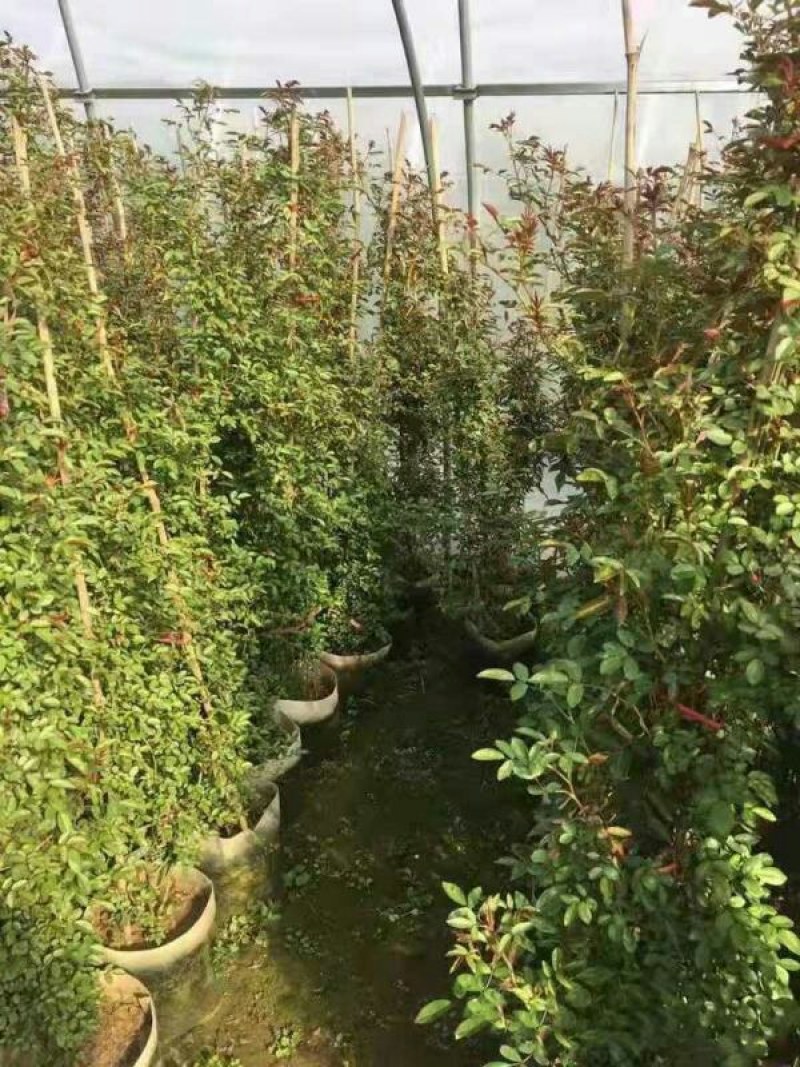 木香花苗七里香爬藤植物白红黄木香花苗盆栽庭院阳台四季花卉