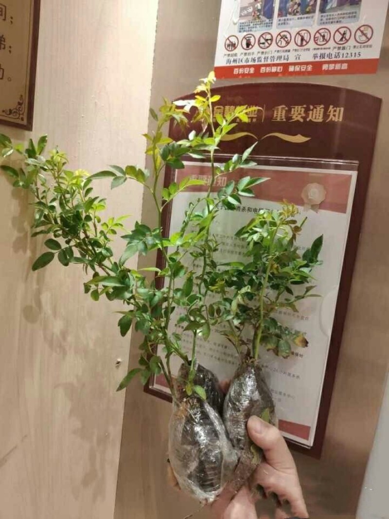木香花苗七里香爬藤植物白红黄木香花苗盆栽庭院阳台四季花卉