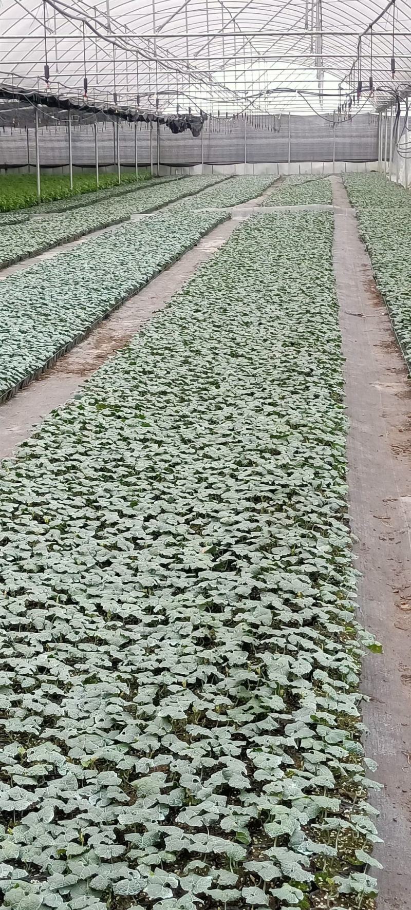 荔浦万兴生态农业有限公司罗汉果营养土杯苗