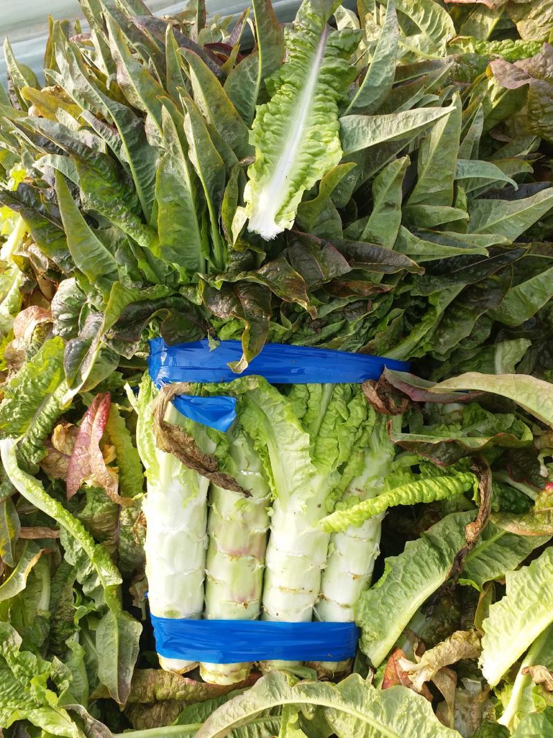 尖叶莴笋皮薄肉厚白皮青肉