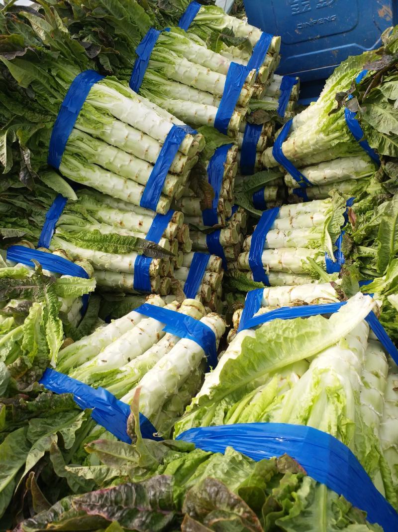 尖叶莴笋皮薄肉厚白皮青肉