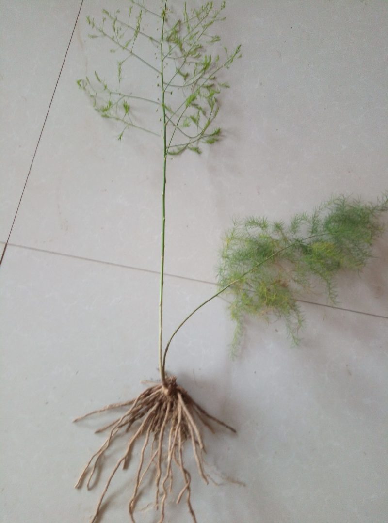 芦笋苗成活率高抗病性强丰产稳产适宜四季种植