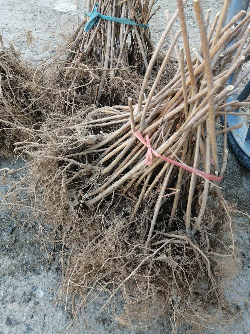 高产药用连翘树一年生苗