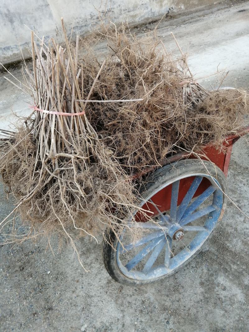 高产药用连翘树一年生苗