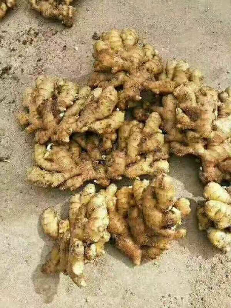 精选【高产姜种】抗病毒:产量高:提供种植技术